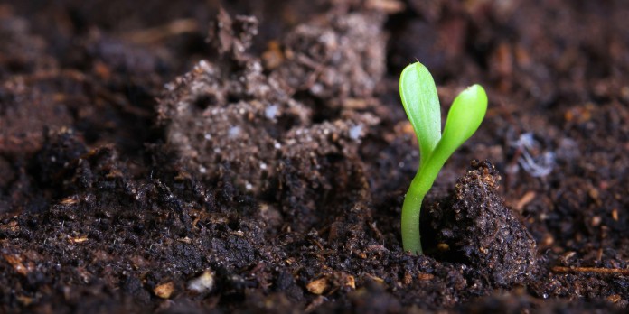 soil1