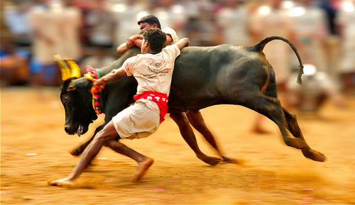 JELLIKETTU