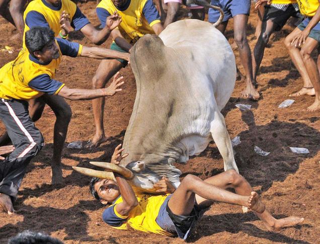 Jellikkattu