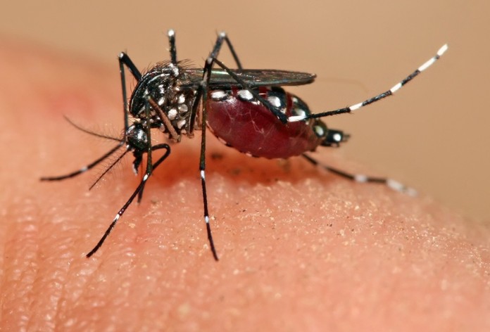 Zika-virus Zika-virus