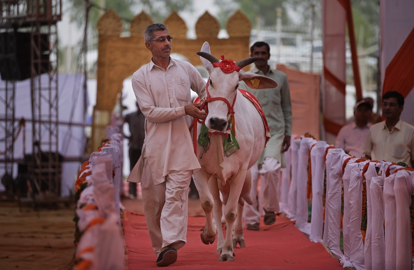 An Indian man leads a cow on a ramp during a bovine beauty pageant in Rohtak, India, Saturday, May 7, 2016. Hundreds of cows and bulls walked the ramp in the bovine beauty pageant aimed at promoting domestic cattle breeds and raising awareness about animal health.(AP Photo/Altaf Qadri)