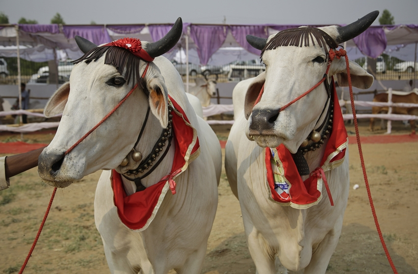 A pair of bulls wait for their turn to walk the ramp during a bovine beauty pageant in Rohtak, India, Saturday, May 7, 2016. Hundreds of cows and bulls walked the ramp in the bovine beauty pageant aimed at promoting domestic cattle breeds and raising awareness about animal health.(AP Photo/Altaf Qadri)