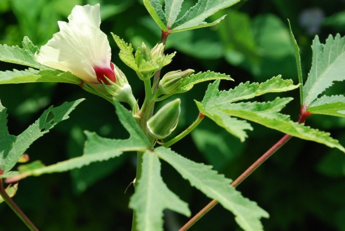 Ladys-Finger-Plant