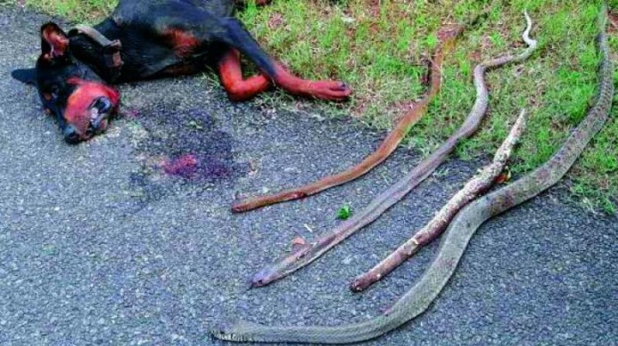 doberman..