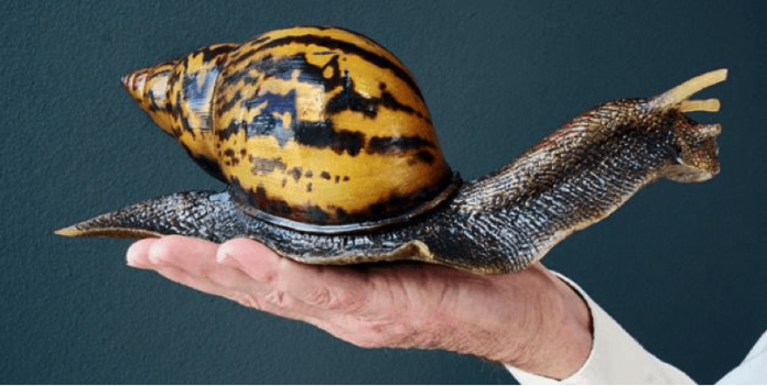 AFRICAN SLUG