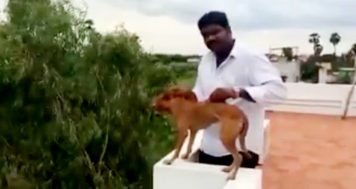 man-dog_759