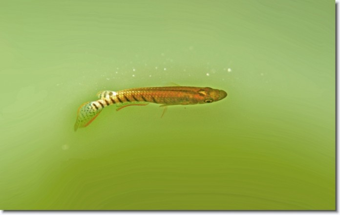 striped_panchax_aplocheilus_lineatus_002