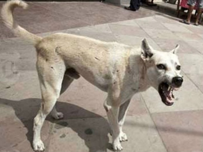 stray dogs sc says dont kill stray dogs stray dog attack, 10 injured