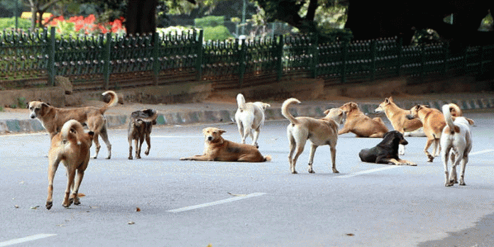 Stray-dogs-kill-Sheeluamma-a-65-year-old-lady-in-the-Kerala-state-capital-indialivetoday