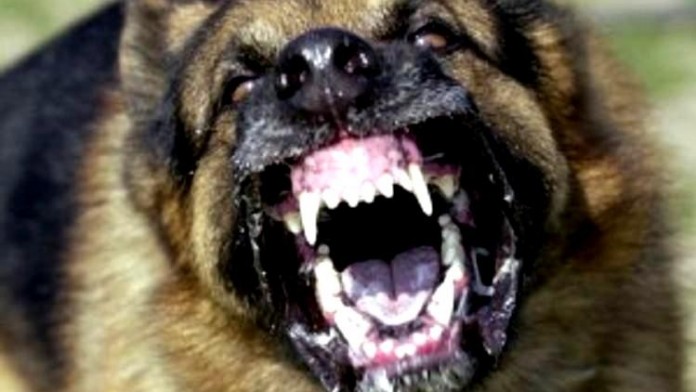 stray dog stray dog attacked child