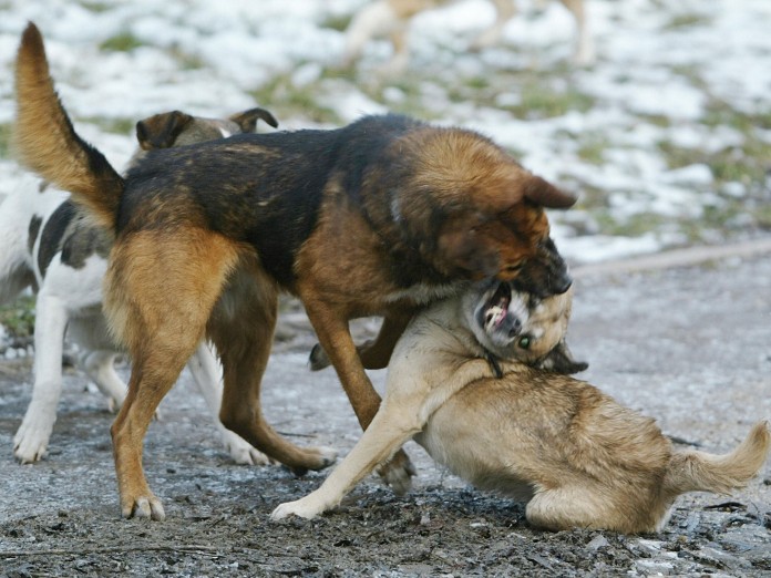 dog dog