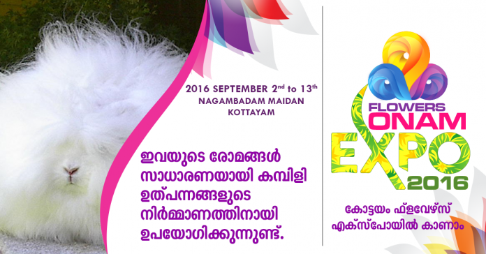 kambili EXPO