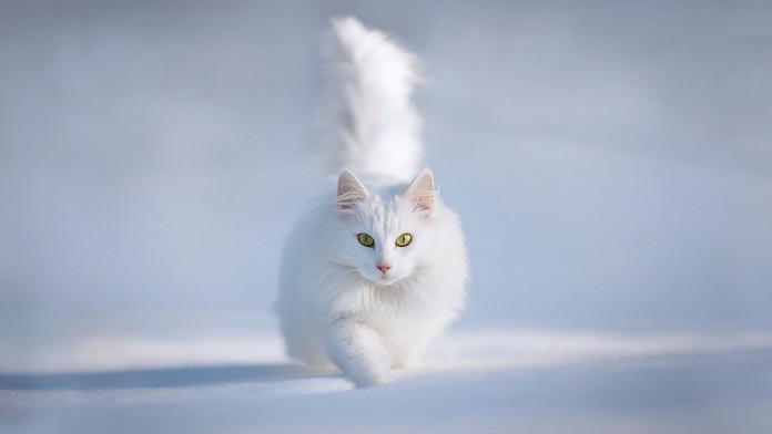 snow-wallpaper-persian-cat