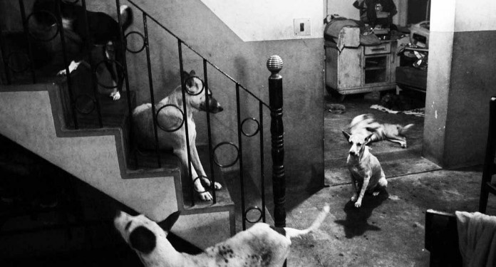 Street Dog camp