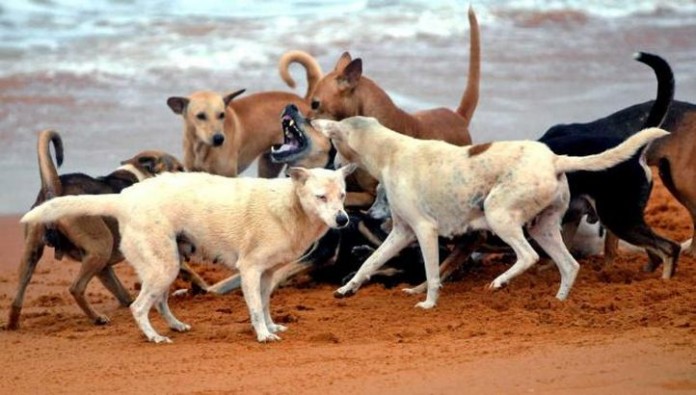 stray dogs stray dogs