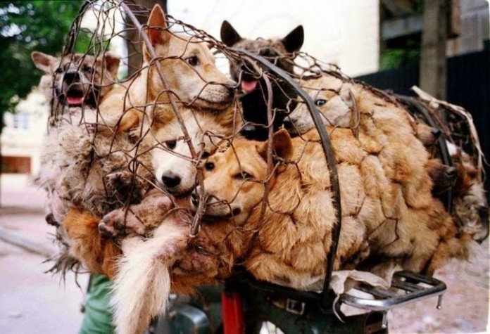 stray dogs.