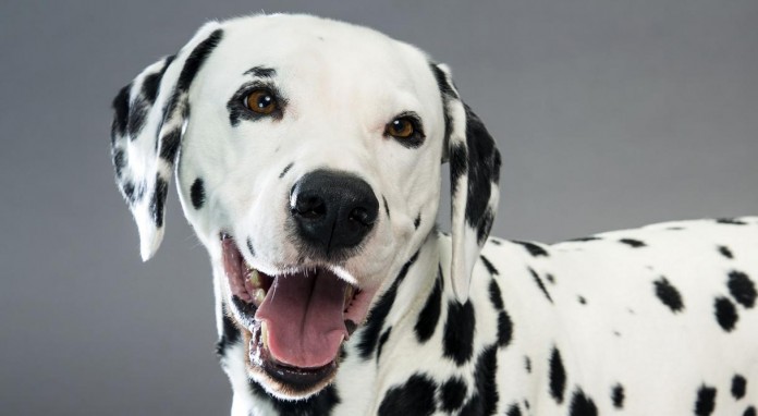 Dalmatian_hero_-_Copy