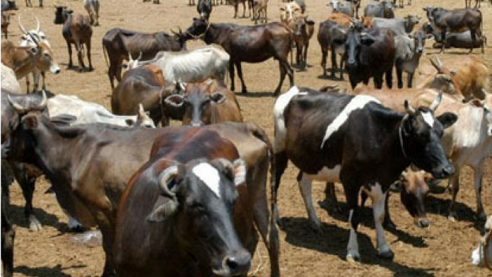 malta fever-cow