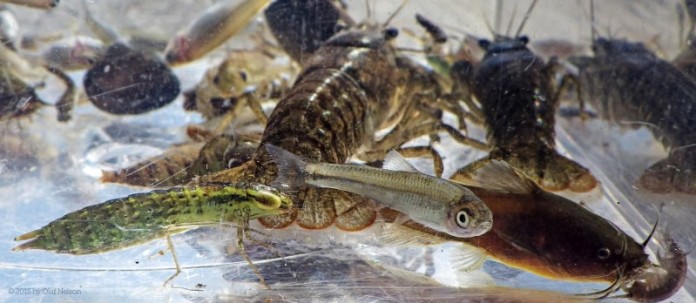 crayfish-madtom