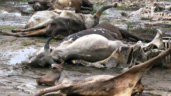 dead-cow
