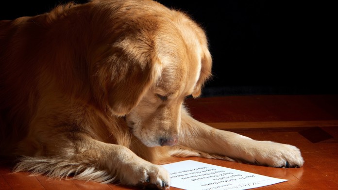 dog_paper_reading_sheet_muzzle_78694_2560x1440 dog