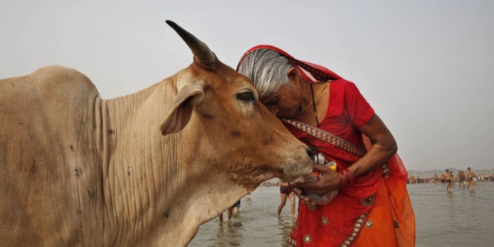 india cow
