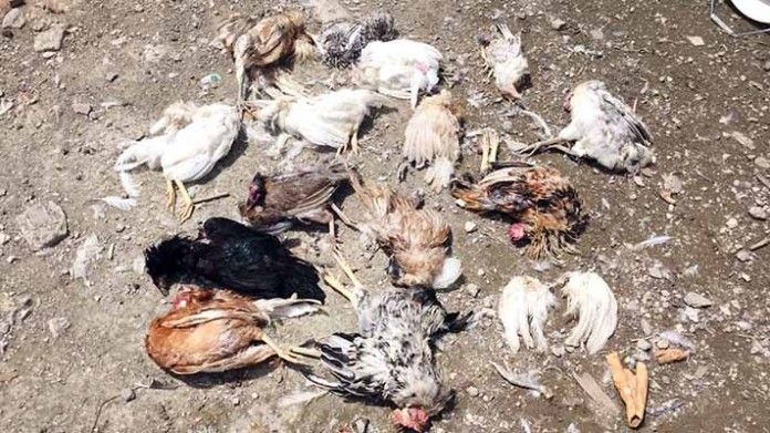 straydogs killed hen straydogs killed hen