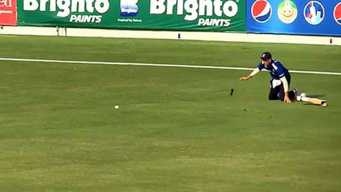 cricket cricket