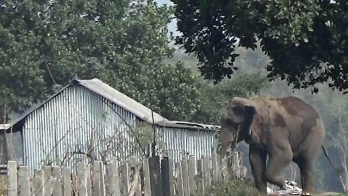 elephant-attacking elephant-attacking