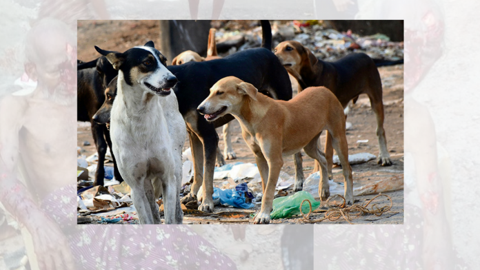 stray dogs killed man stray dogs killed stray dog attack, 10 injured