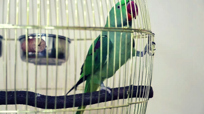 parrot-cage parrot-cage