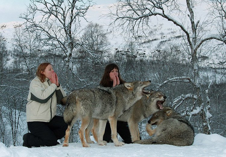 wolves park nigeria