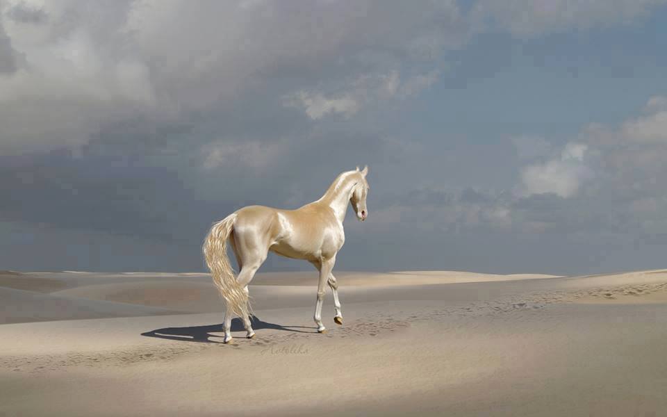 world most beautiful horse