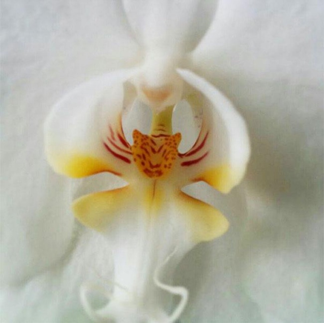 15 orchids which resembles some other things