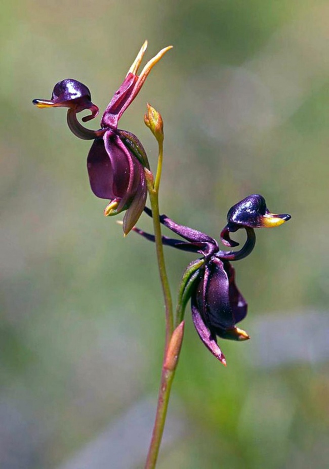 15 orchids which resembles some other things