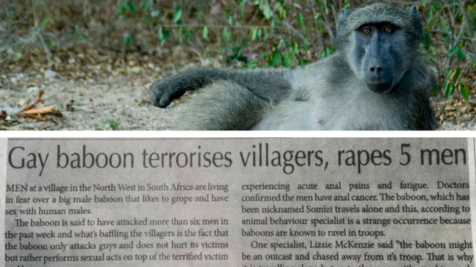 baboon baboon
