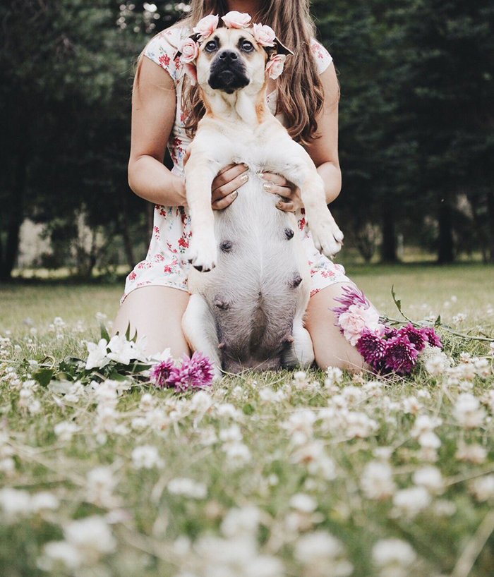 Dog’s Maternity Photoshoot
