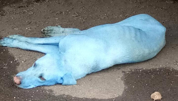 Stray dogs are turning blue in colour 1