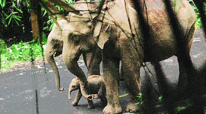 white-elephant white-elephant
